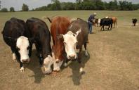 CA Slaughterhouses Settle False Claims for up to $2.4M; Whistleblower to Get $600K