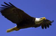 Eagle Deaths from Wind Turbines Result in Massive Settlement